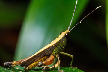 grasshopper