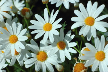 Daisy, beautiful flowers