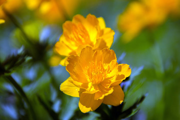 orange globe-flower