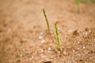 asparagus field .