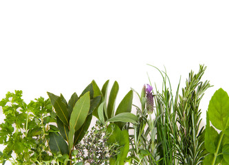 Fresh herbs isolated on white background