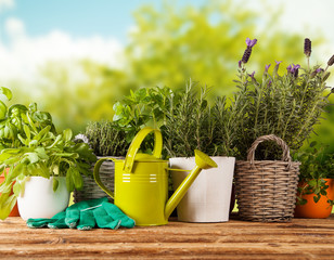 Fresh herbs in flowerpots on wooden table © Jag_cz