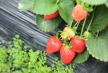 red strawberry crops in garden 