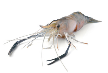 Frash shrimp, prawn on white