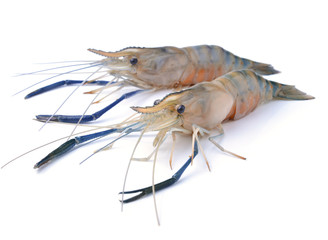 Frash shrimp, prawn on white