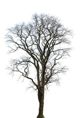 Obraz premium Dead tree on white background