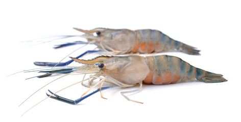 Frash shrimp, prawn on white