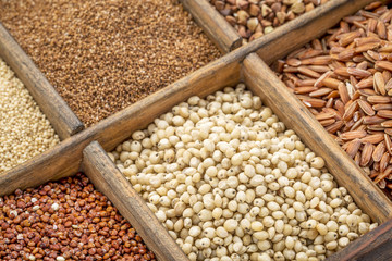 sorghum and other gluten free grains