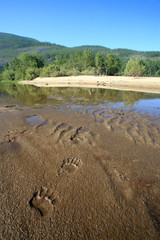 bear footprints in the sand