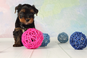 Yorkshire terrier puppy