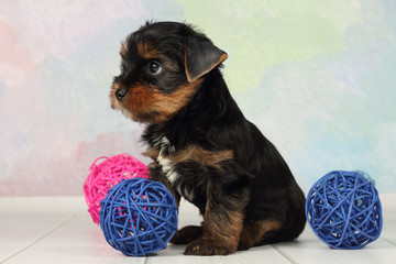 Yorkshire terrier puppy