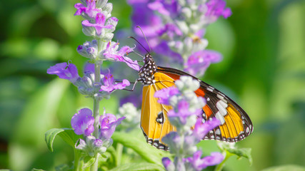 Butterflies and Flowers