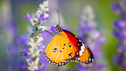Butterflies and Flowers