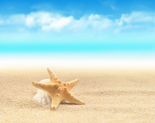 Summer beach. Starfish and seashell on the sand.