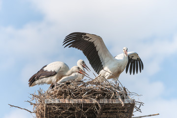 White storks in the nest