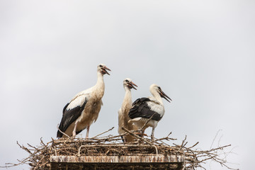 White storks in the nest
