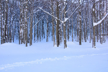 Beech forest covered with snow in winter