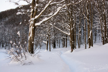 Path in the snowy forest