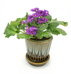 African Violet isolated on white background.