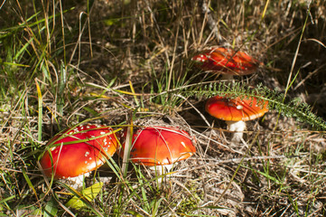 Red poisonous mushrooms amanita muscaria