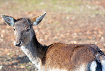 Deer in free nature