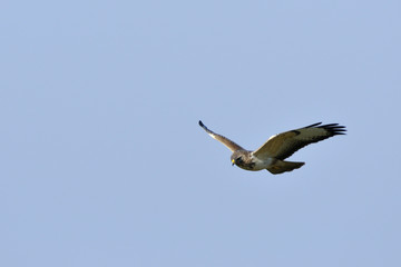 Mäusebussard