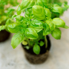 Basil Seedlings