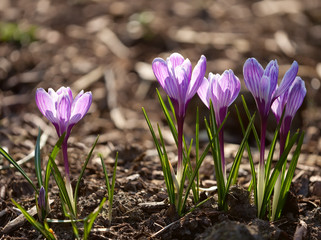 purple crocuses