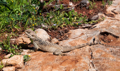 lizard on a rock at the island of Delos in Cyprus