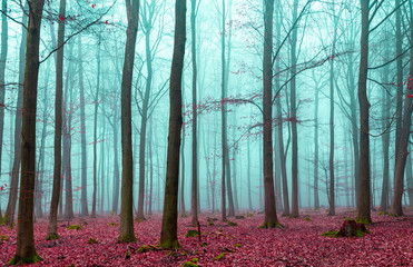 Zauber Wald in rot und türkis - 80088650