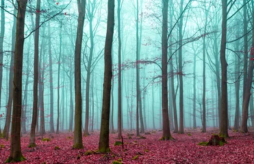 Zauber Wald in rot und türkis © wsf-f