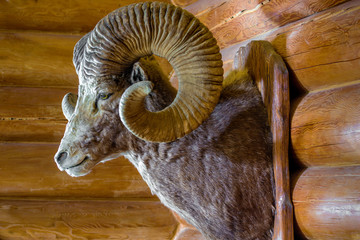  Stuffed wild mutton head