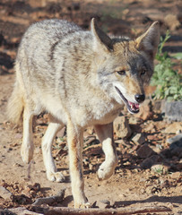 Naklejka na ściany i meble A Portrait of a Coyote, Canis latrans