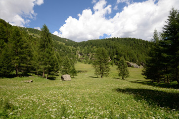 prateria alpina