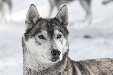 Detail of the face Siberian dog