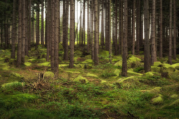 Obraz premium Nadelwälder - Harz