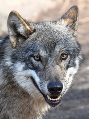 Grey Wolf (Canis lupus)