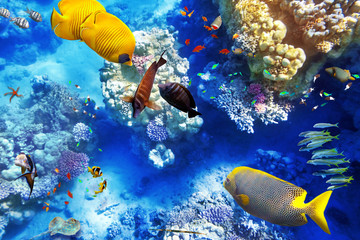Naklejka premium Podwodny świat z koralowcami i tropikalnymi rybami.