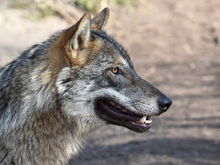 Fototapeta premium Grey Wolf (Canis lupus)