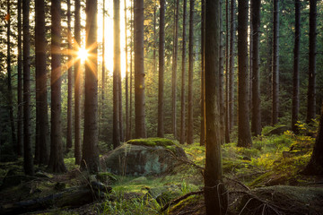 Sonnenstern im Nadelwald