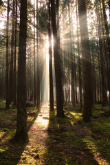 Sonne im Wald