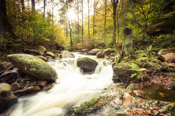 Unterwegs im Ilsetal - Wald