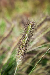 Obraz premium blade of grass