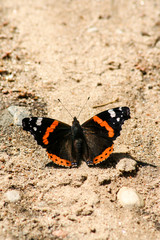 Fototapeta na wymiar Butterfly on the road