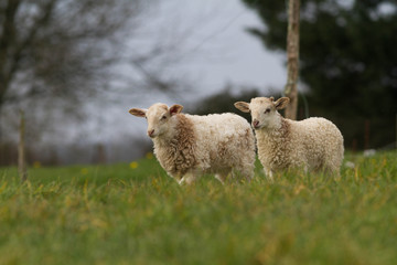 les agneaux