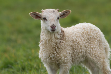 Obraz premium l'agneau