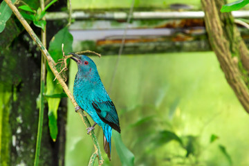 Obraz premium Female Asian Fairy-Bluebird Gathering Twigs