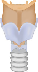 Larynx and Trachea