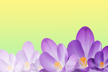 The purple crocus flowers on the spring background