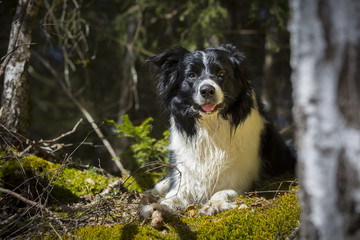 Border Collie Im Schnee